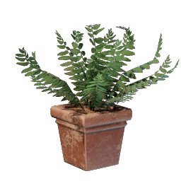 Fern