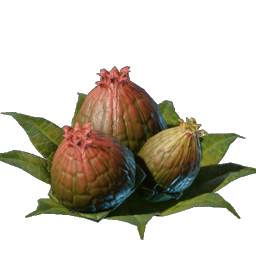 Algae Buds